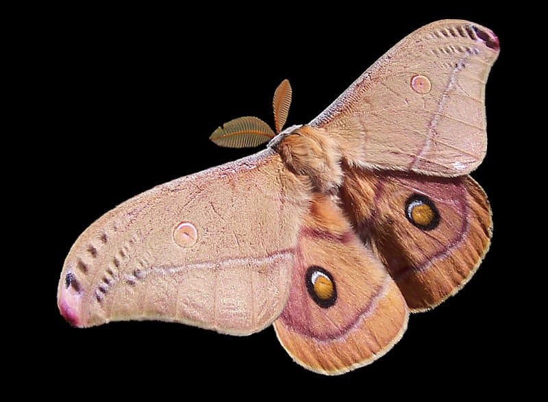 Timed Moth Evolution Secrets.