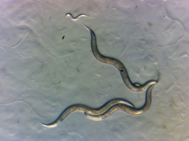 Worms Near Chornobyl Develop “Superpower”