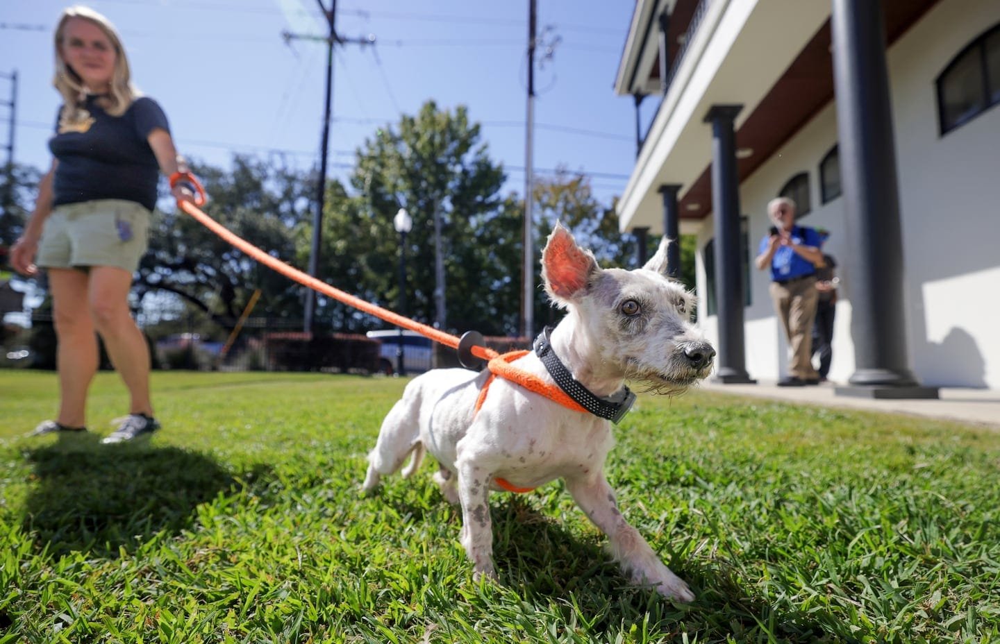 Mid-City Dog 