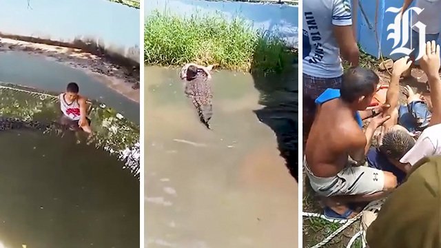 Crocodile